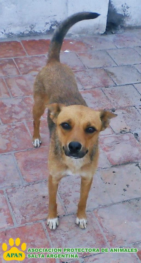 kely en adopcion