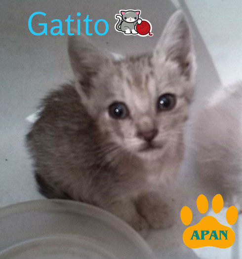 gatito en adopcion