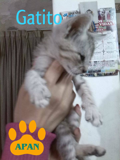 hermoso-gatito-en-adopcion-salta