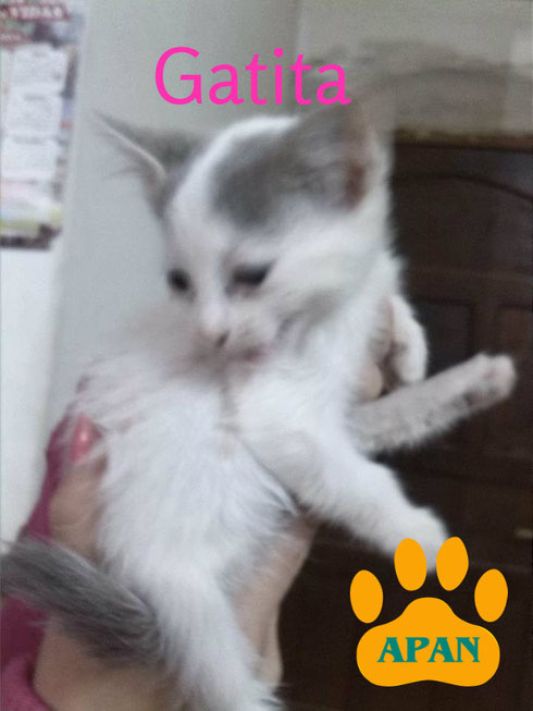 hermosa gatita en adopcion