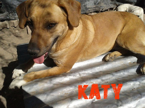 katy en adopcion