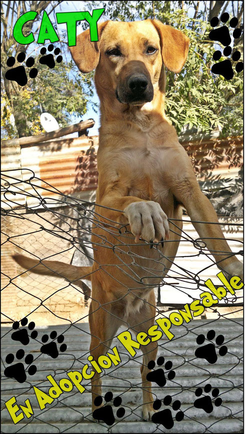 caty en adopcion