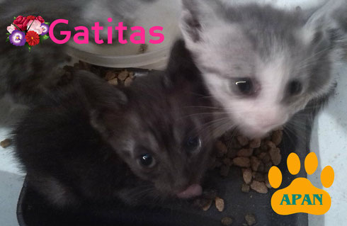 gatitas en adopcion