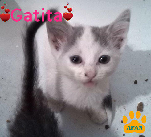 gatitos-en-adopcion