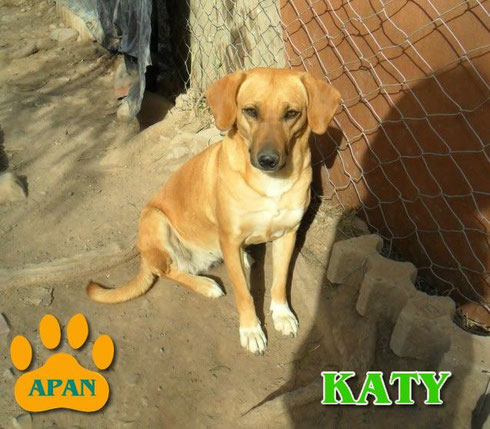 caty en adopcion