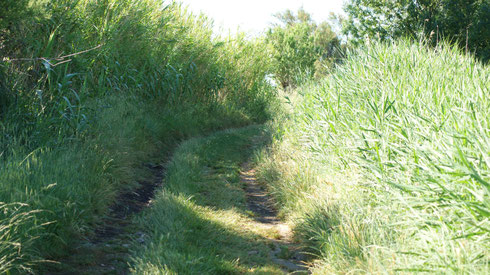 Chemin avant travaux