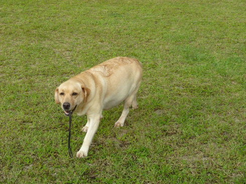 ９月２０日頃　出産予定です　イエローの仔犬達です