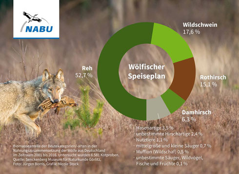 Nahrungszusammensetzung des Wolfes anhand von Losungsuntersuchungen