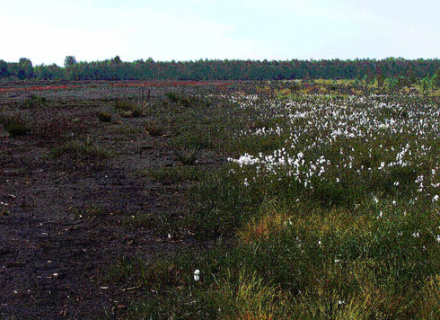 Abb. 1: wenig bewachsener Torf (links) und Torfbereich mit Wollgräsern und Binsen (rechts)  (Foto: Andrè Deter)