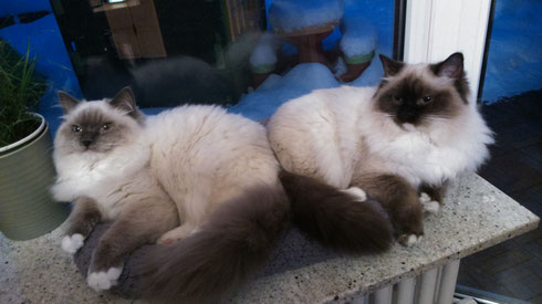 Kajika Rags' Shaman alias Bendix (blue mitted)  und Kajika Rags' Shenandoah alias Bonnie (seal mitted), beide * 10.7.2014, wohnhaft in Rottweil 