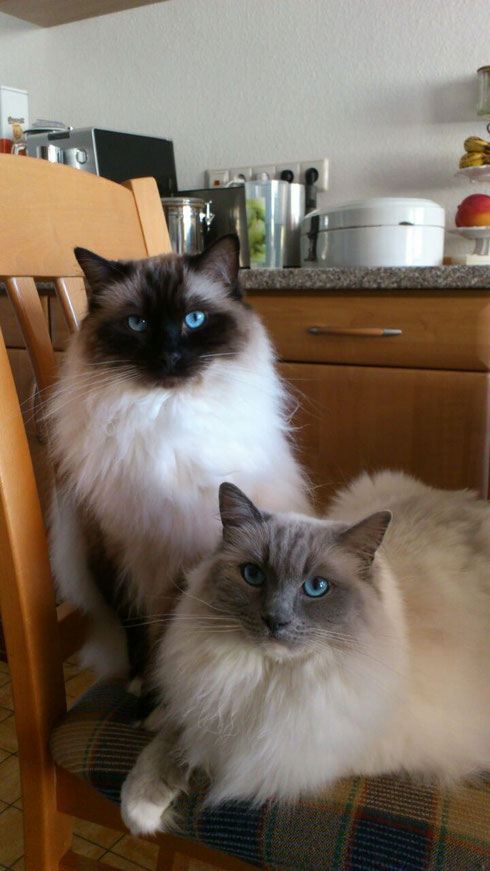 Kajika Rags' Elwood ( seal mitted) und Kajika Rags' Emotion (blue mitted) * 25.4.2011, wohnhaft in Offenburg