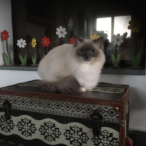 Kajika Rags' Aiden (blue mitted) * 31.7.2016, lebt nun in Malans