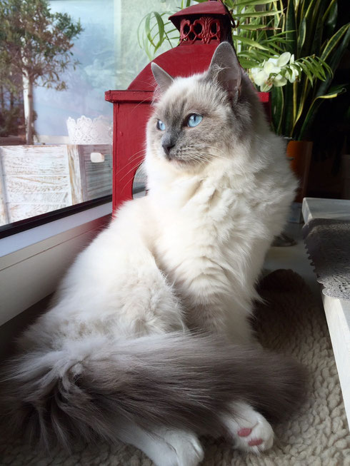 Kajika Rags' Utah (blue mitted), * 12.8.2015, wohnt nun in Kilchberg. 