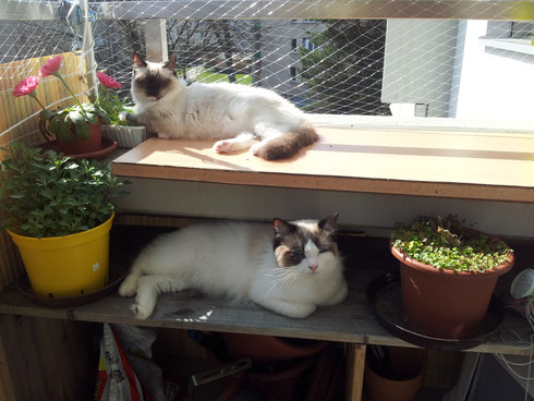 Kajika Rags' Vinnie (seal bicolour) und Kajika Rags' Wahleeah (seal mitted), beide * 19.08.2015, residieren in Dübendorf