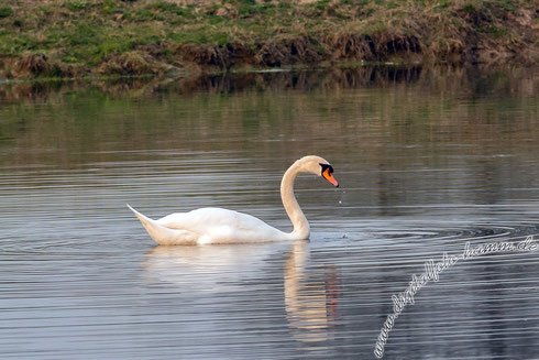 Schwan - Nikon D7100