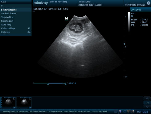 Ultraschall vom 01.03.2013