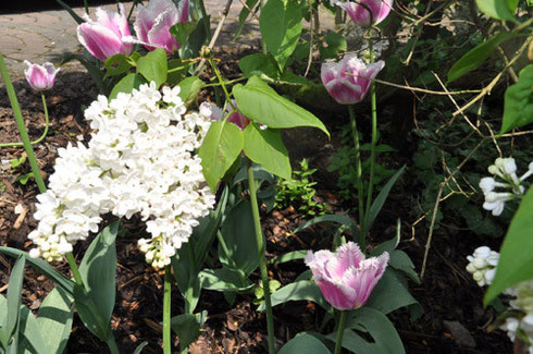 Nach dem feuchtwarmen Wetter der letzten Tage hat am 1. Mai auch bei uns im Garten der Frühling Einzug gehalten: Aus Holland importierte Tulpen vertragen sich mit Sauerländer Flieder.