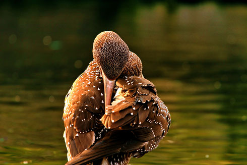 Zoo am Meer in Bremerhaven