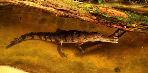 Krokodil Frankfurt Zoo