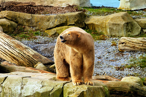 Zoo am Meer in Bremerhaven