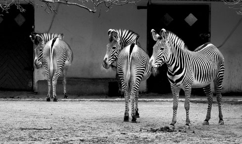 Frankfurt Zoo Zebra