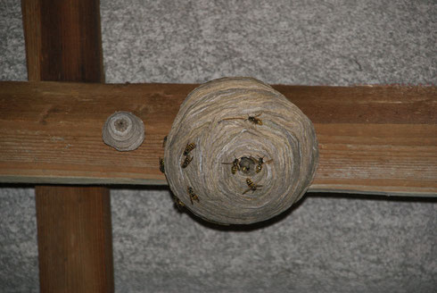 Das Nest der Sächsischen Wespe