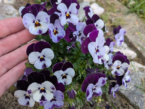 9 von 12: Blumen