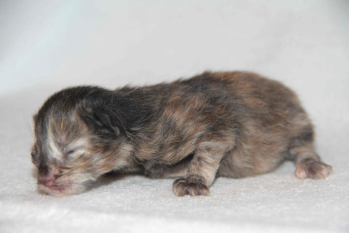 black tortie....chiaro