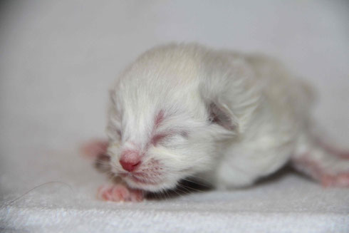 Nevamasquerade ....seal tortie & white