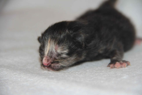 black tortie