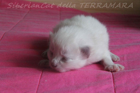 CHARLIZE ................Blue tortie Point
