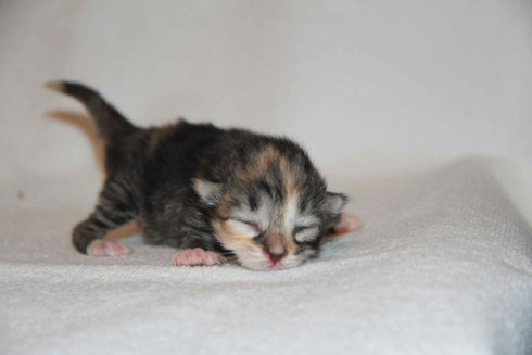 black torbie spotted & white