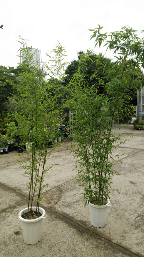 竹とシェフレラ 鉢物 観葉植物 花 樹木などの卸売は村田永楽園へ