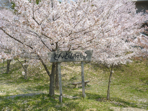 今は、りっぱな花が・・