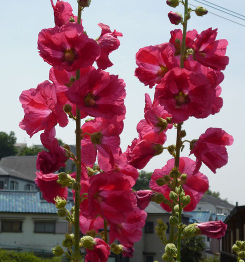 逆光の花