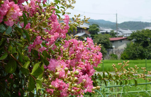 向こうは芝の農村集落・・萱野三平・旧宅のある村です。