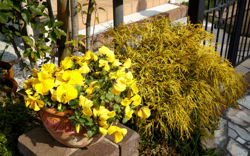パンジーがレンガ台や観葉植物などとなじみ ~ いいムード!