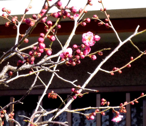 桜ヶ丘2丁目で・・。