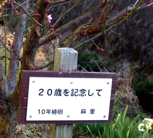 箕川沿いの梅一輪(左上) ・・住民が記念樹を兼ねて植樹。粟生外院３丁目。