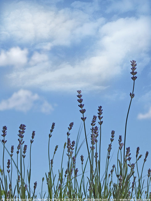Exponattitel: Lavendel - Exponatgrößen: 30 x 40 - Art: fineART - © by Pelz Kreativ 2020