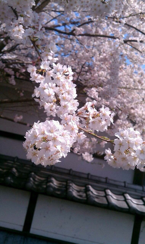 jun.ちゃんから貰った長野の桜