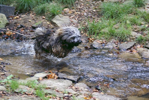 Mon-sha hat Spaß im Bach