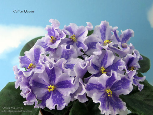 Calico Queen (LLG) - Колекція фіалок Ольги Манейчик