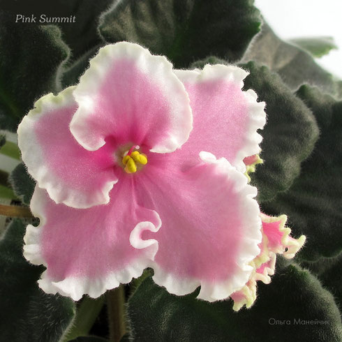 Pink Summit (Sorano) - Колекція фіалок Ольги Манейчик