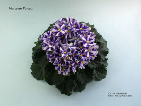 Victorian Parasol (Sorano) - Колекція фіалок Ольги Манейчик