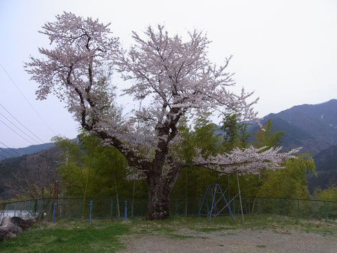 月夜野分校跡の桜の大木　～　満開を過ぎ散りはじめました