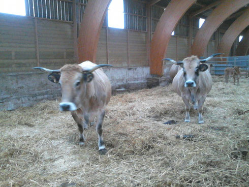 Les vaches l'hiver en bâtiment