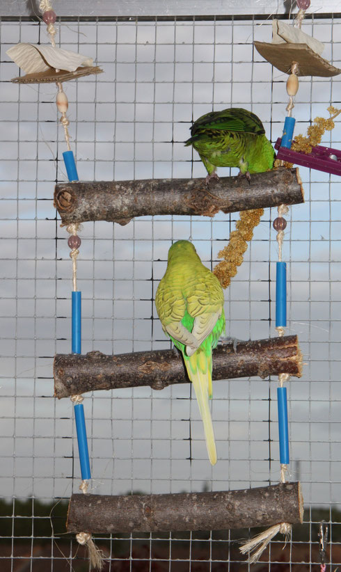 Une échelle balançoire appréciée par les oiseaux