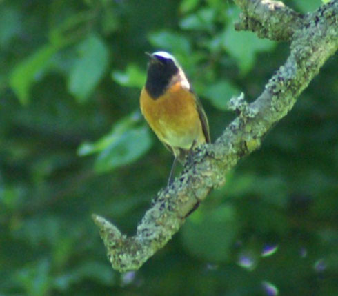 Streuobstwiesen sind der Lebensraum des Gartenrotschwanzes, Phoenicurus phoenicurus; Juni 2014
