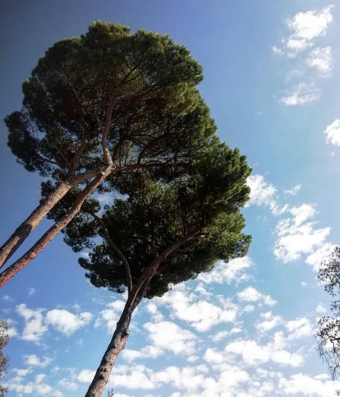 Cromoterapia per lunedì dal cielo grigio: il verde dei pini del foro Boario calma i nervi e favorisce l'armonia, il blu del cielo di un giorno d'ottobre tranquillizza e riduce lo stress...può bastare?